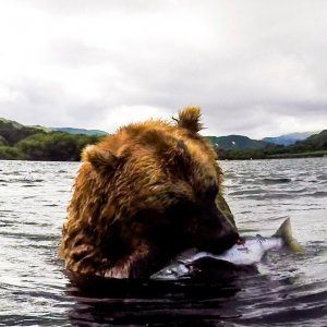 Medvjed u podvodnom ribolovu