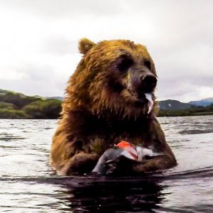 Medvjed u podvodnom ribolovu