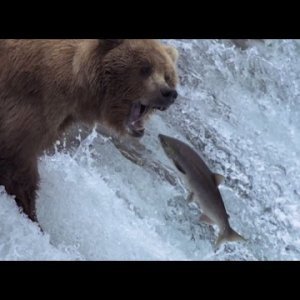 Medvjedi na slapovima love losose