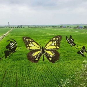Umjetnost u poljima riže