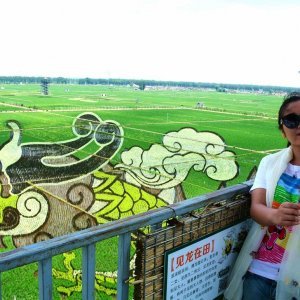 Umjetnost u poljima riže