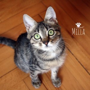 Milla