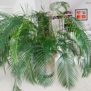 Areka palma