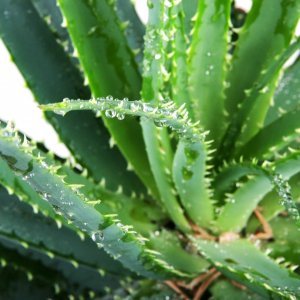 Aloe vera