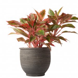 Aglaonema