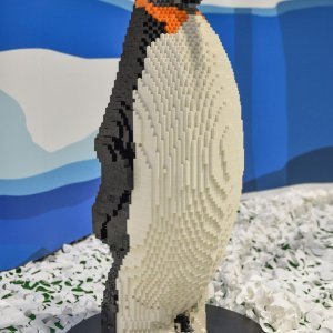 Pingvin Poppa s mladuncem Pippinom
