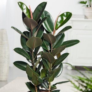 Fikus gumijevac  (Ficus elastica)