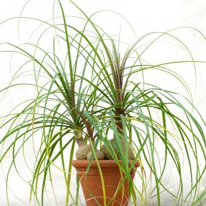 Slonova noga, ponytail palm (Beaucarnea recurvata)