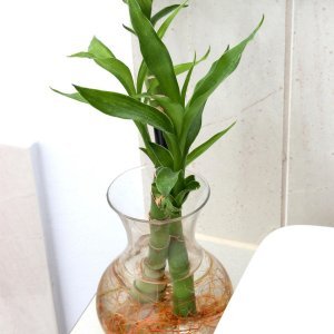 Sretni bambus (Dracaena sanderiana)