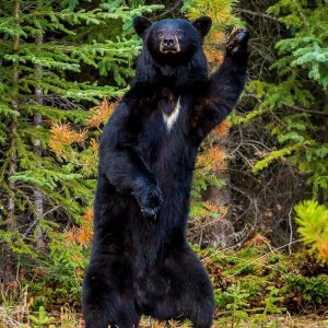 Američki crni medvjed koji kao da maše fotografu, zapravo se češe o malo stablo (Kanada)