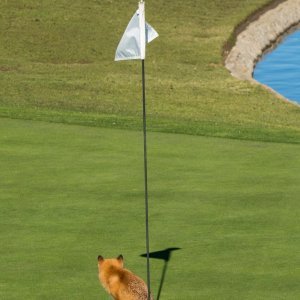 Crvena lisica pogađa rupu na golf terenu (Kalifornija)