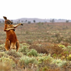 Crveni klokan dan započinje treningom borilačkih vještina - Andrey Giljov (Australija)