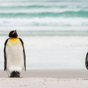 Dva kraljevska pingvina u stavu 'pozor' slušaju zapovijed trećeg pingvina (Falklandski otoci)