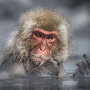 Japanskom makakiju nešto nije po volji (Japan)