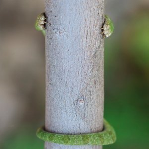 Mali kameleon mora još poraditi na sustavu kamuflaže (Izrael)