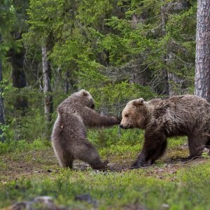 Medvjedica se igra sa svojim mladuncem (Finska)