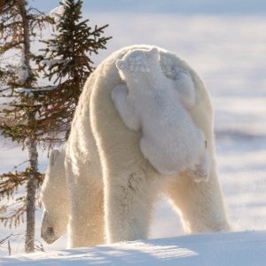 Mladunac polarnog medvjeda koristi majčine transportne usluge (Kanada)