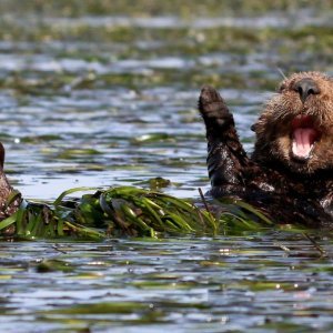 Morska vidra proteže se nakon spavanja (Elkhorn Slough, Kalifornija)