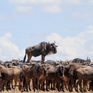 Uzvišeni gnu stoji na nasipu (Kenija)