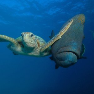 Veliki koraljni greben premalen je za golemu želvu i ribu Napoleon (Queensland, Australia)