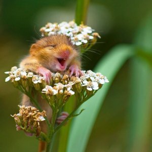 Veseli mladunac puha orašara na cvijetu stolisnika (Italija)