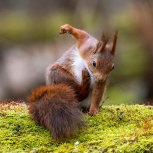 Vjeverica se češe u neobičnoj pozi (Švedska)