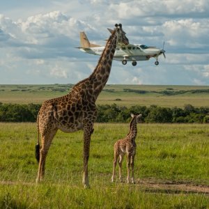Žirafa provjerava sigurnost zrakoplova (Kenija)