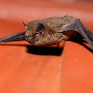 Šišmiš Pipistrellus