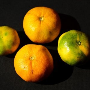 Mandarine