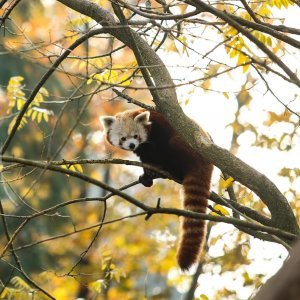 Zoološki vrt proslavio Dan crvenih pandi