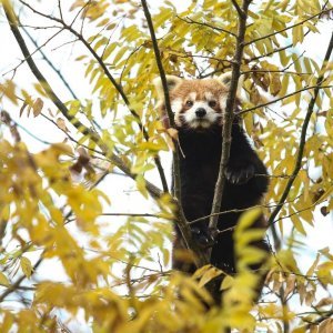 Zoološki vrt proslavio Dan crvenih pandi