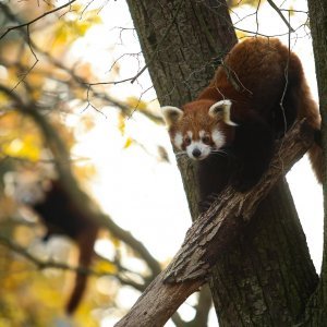 Zoološki vrt proslavio Dan crvenih pandi