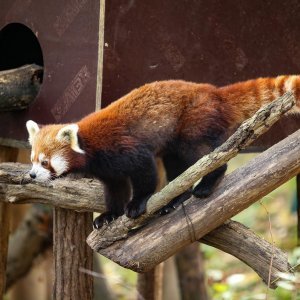 Zoološki vrt proslavio Dan crvenih pandi