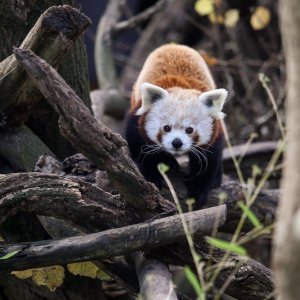 Zoološki vrt proslavio Dan crvenih pandi