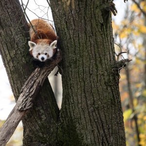 Zoološki vrt proslavio Dan crvenih pandi