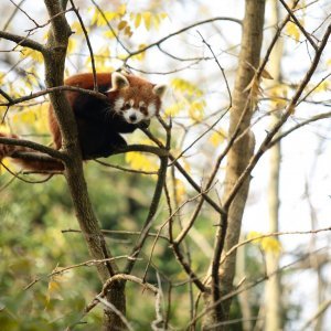 Zoološki vrt proslavio Dan crvenih pandi