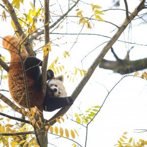 Zoološki vrt proslavio Dan crvenih pandi