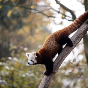 Zoološki vrt proslavio Dan crvenih pandi