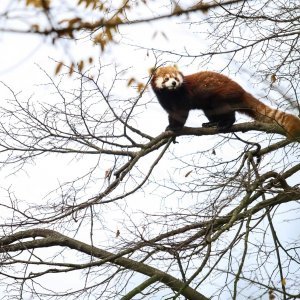 Zoološki vrt proslavio Dan crvenih pandi