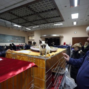 U zgradi Transadrije održana Međunarodna izložba mačaka