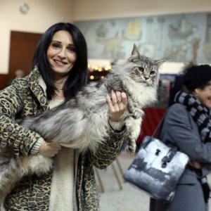 U zgradi Transadrije održana Međunarodna izložba mačaka