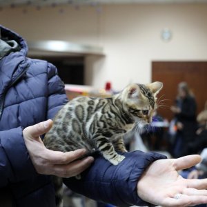 U zgradi Transadrije održana Međunarodna izložba mačaka