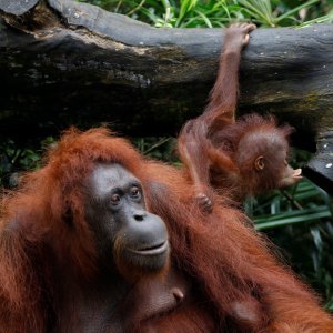 Novorođene životinje singapurskog zoološkog vrta