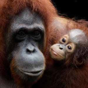 Novorođene životinje singapurskog zoološkog vrta