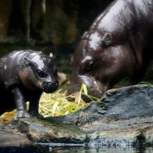 Novorođene životinje singapurskog zoološkog vrta