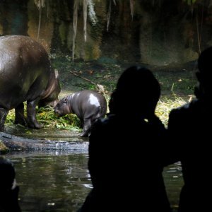 Novorođene životinje singapurskog zoološkog vrta