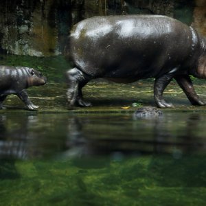 Novorođene životinje singapurskog zoološkog vrta