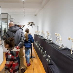 Dubrovnik: Izložba životinjskih kostura u Prirodoslovnom muzeju