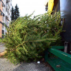 Raskićeni borovi pored kontejnera u Slavonskom Brodu