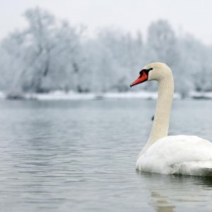 Zagrepčane jutros dočekao bijeli pokrivač